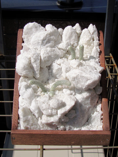 f:id:haworthii:20200228112449j:plain f:id:haworthii:20200228112449j:plain