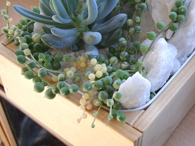 f:id:haworthii:20200228114140j:plain