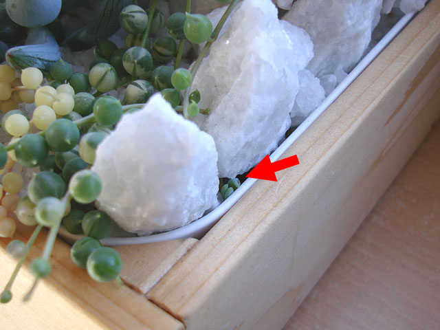 f:id:haworthii:20200228114146j:plain