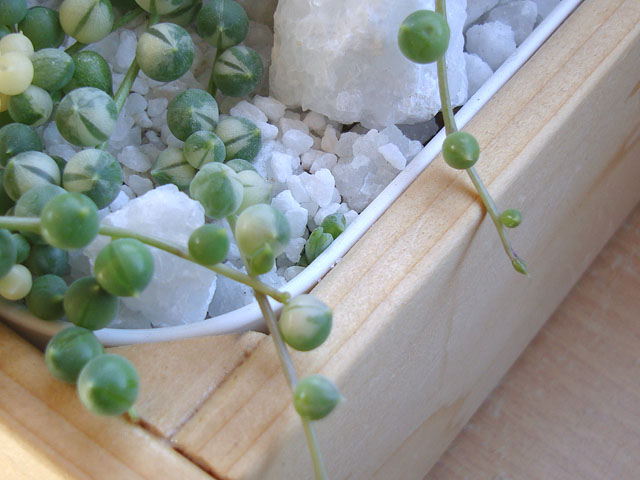 f:id:haworthii:20200228114800j:plain