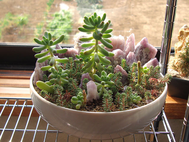 f:id:haworthii:20200229152241j:plain