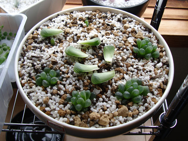 f:id:haworthii:20200304132916j:plain f:id:haworthii:20200304132916j:plain