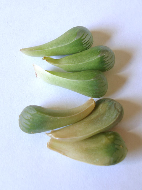 f:id:haworthii:20200311134544j:plain f:id:haworthii:20200311134544j:plain