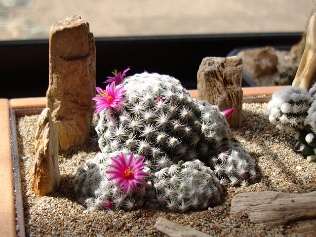 仏頭姫春星の開花 - 石と多肉植物