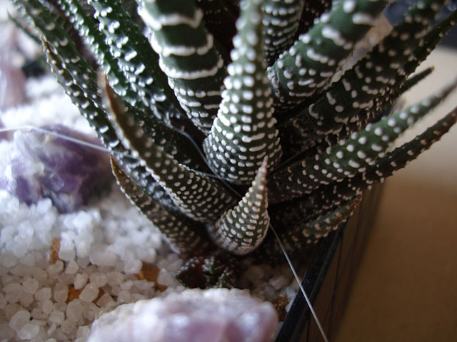 f:id:haworthii:20200321190911j:plain