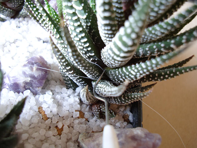 f:id:haworthii:20200321191258j:plain