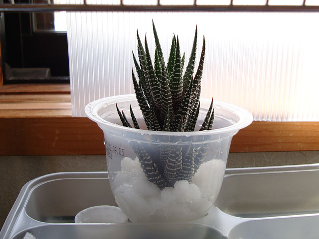 f:id:haworthii:20200321192112j:plain