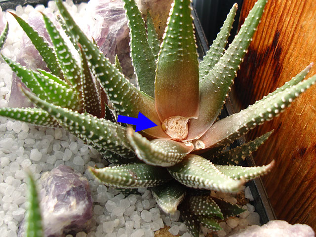 f:id:haworthii:20200324201538j:plain f:id:haworthii:20200324201538j:plain