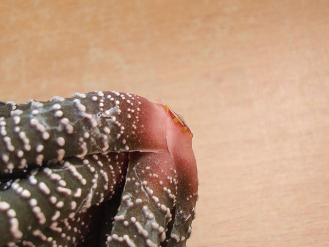 f:id:haworthii:20200324202320j:plain f:id:haworthii:20200324202320j:plain