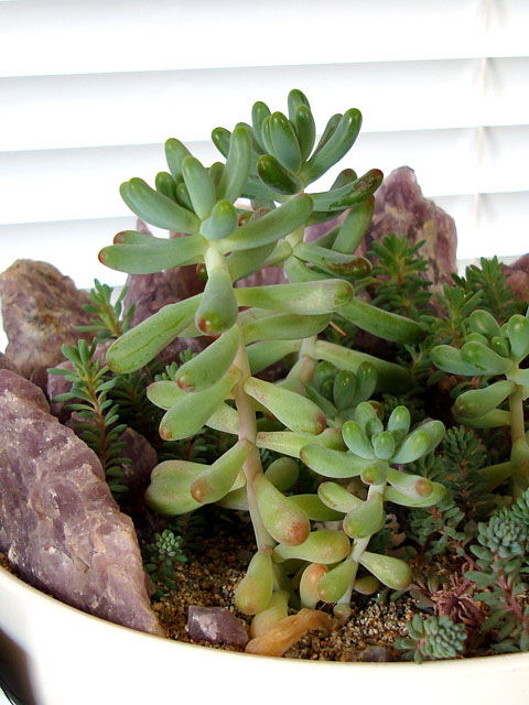 お疲れさまでした 乙女心の葉挿し 石と多肉植物