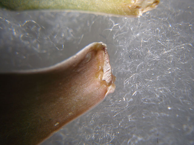 f:id:haworthii:20200420162629j:plain f:id:haworthii:20200420162629j:plain