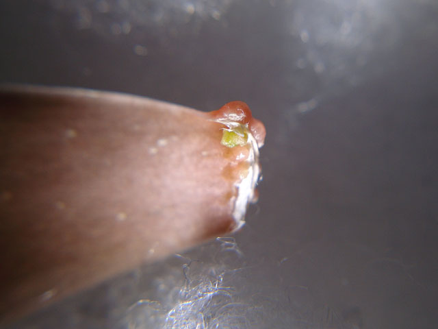 f:id:haworthii:20200420163248j:plain f:id:haworthii:20200420163248j:plain