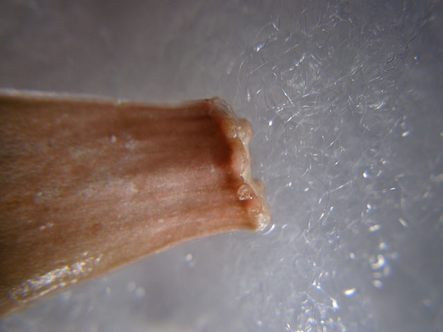 f:id:haworthii:20200420163450j:plain f:id:haworthii:20200420163450j:plain