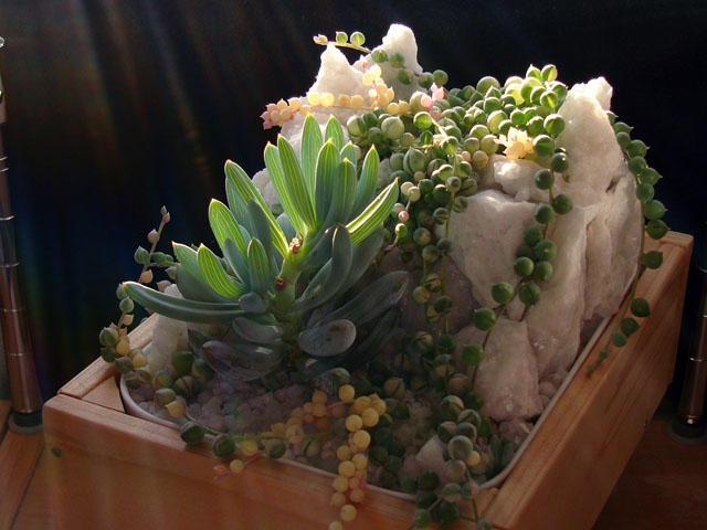 黒い背景で写真を撮る方法 石と多肉植物