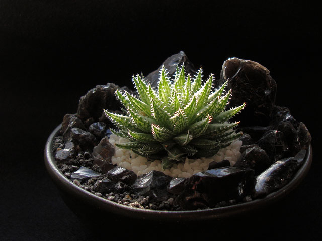 黒い背景で写真を撮る方法 石と多肉植物