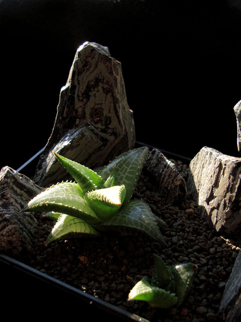 黒い背景で写真を撮る方法 石と多肉植物