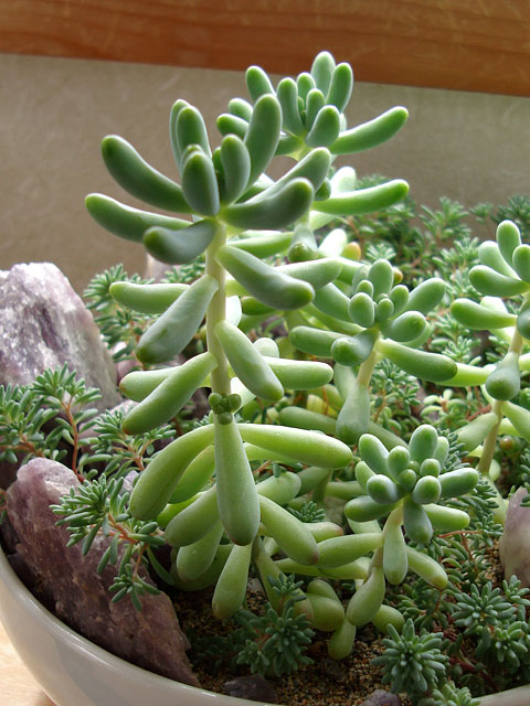 f:id:haworthii:20200510140339j:plain