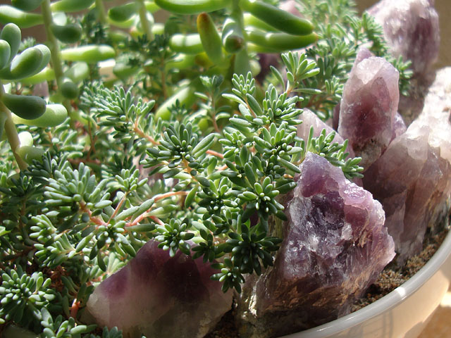 f:id:haworthii:20200510140643j:plain