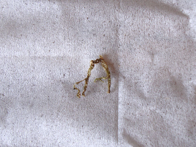 f:id:haworthii:20200512195137j:plain f:id:haworthii:20200512195137j:plain