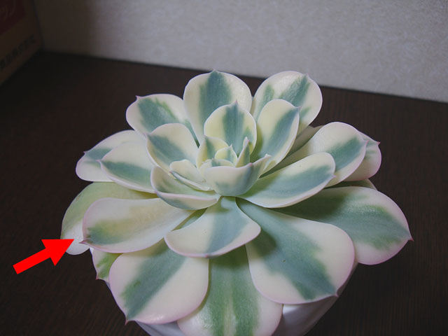 f:id:haworthii:20200517140501j:plain