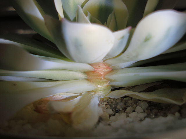 f:id:haworthii:20200517140736j:plain