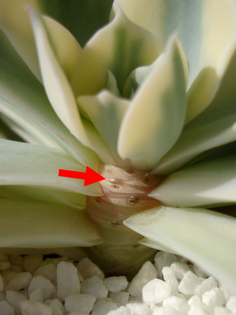 f:id:haworthii:20200517140920j:plain