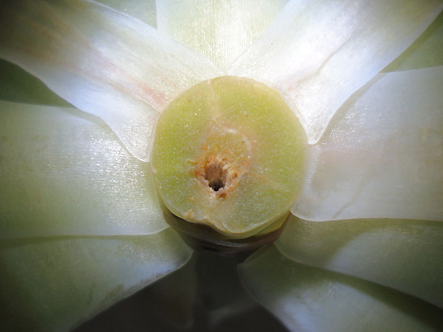 f:id:haworthii:20200517141028j:plain