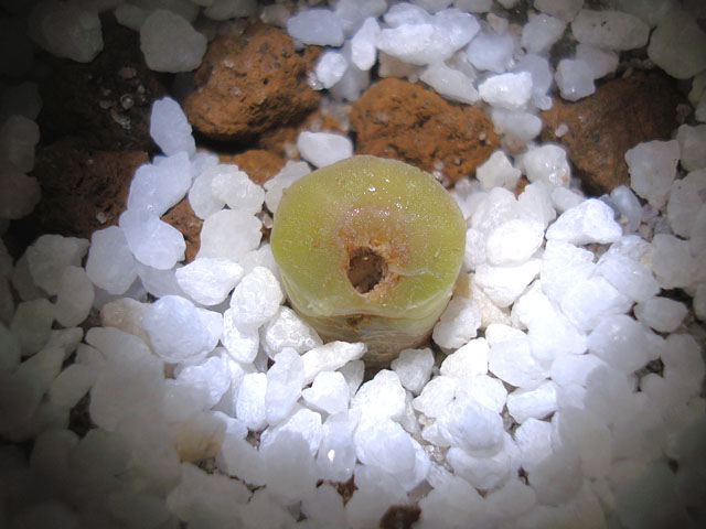 f:id:haworthii:20200517141042j:plain