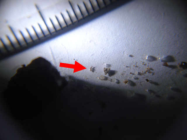 f:id:haworthii:20200517141252j:plain