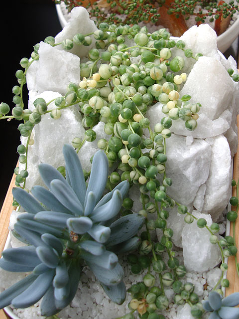 f:id:haworthii:20200522192127j:plain f:id:haworthii:20200522192127j:plain