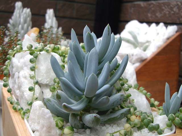 f:id:haworthii:20200522192149j:plain f:id:haworthii:20200522192149j:plain