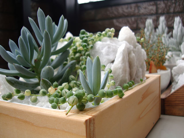 f:id:haworthii:20200522192204j:plain f:id:haworthii:20200522192204j:plain