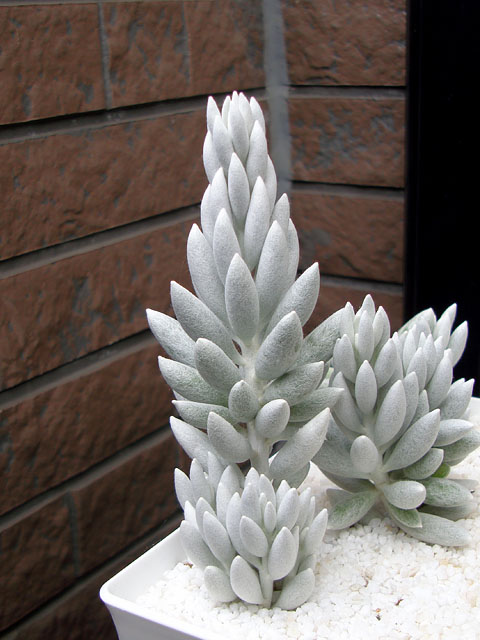 f:id:haworthii:20200526140614j:plain