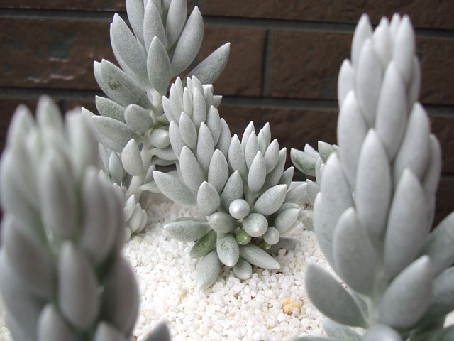 f:id:haworthii:20200526141933j:plain