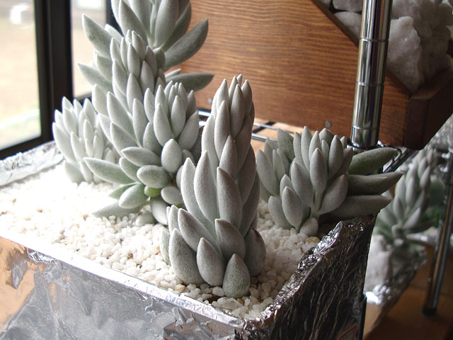 f:id:haworthii:20200526143435j:plain