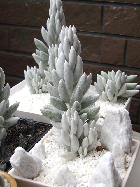 f:id:haworthii:20200526143835j:plain