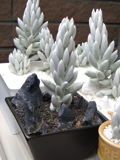 f:id:haworthii:20200526144225j:plain