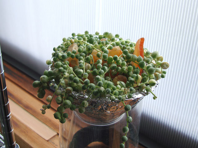グリーンネックレスに害虫被害再び 石と多肉植物 グリーンネックレスに害虫被害再び 石と多肉植物