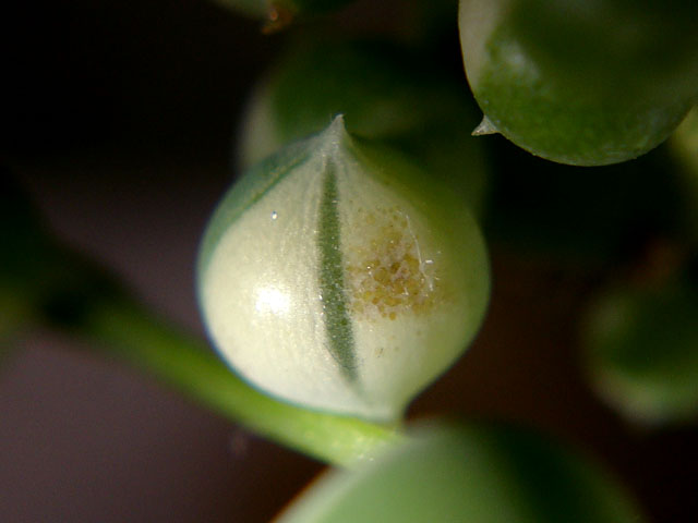 f:id:haworthii:20200601111921j:plain