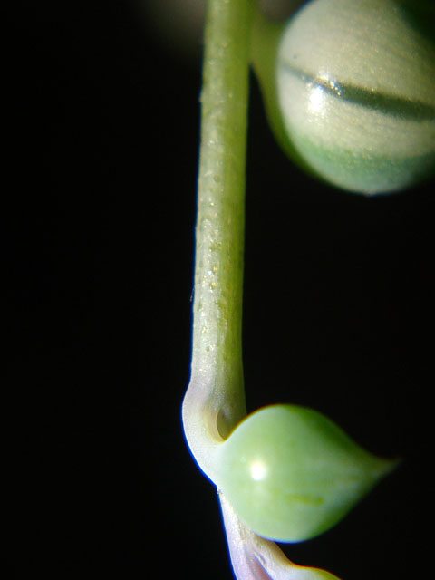 f:id:haworthii:20200601112339j:plain