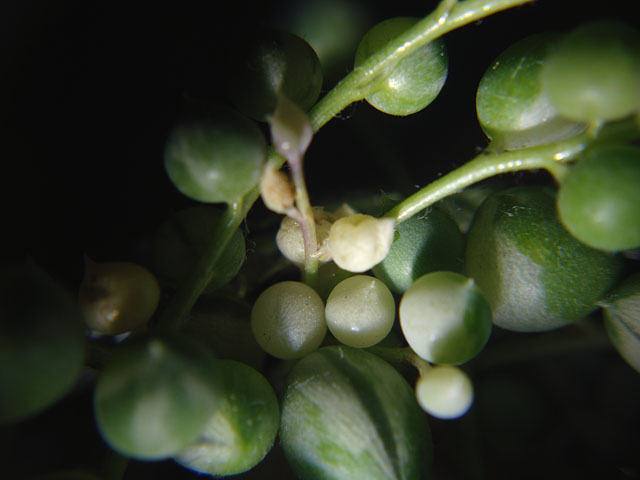 f:id:haworthii:20200601113609j:plain