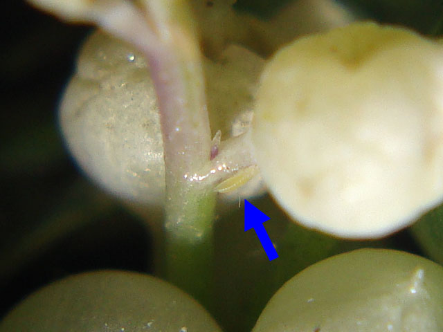 f:id:haworthii:20200601113841j:plain