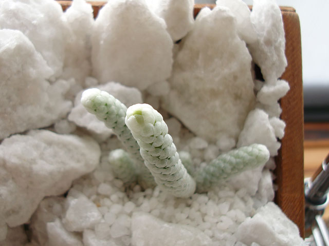 f:id:haworthii:20200602202926j:plain