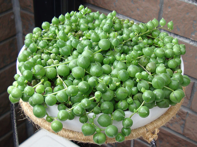 f:id:haworthii:20200623195457j:plain f:id:haworthii:20200623195457j:plain