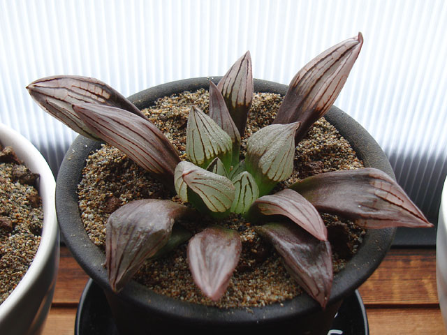 f:id:haworthii:20200702210326j:plain