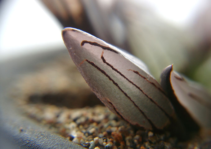 f:id:haworthii:20200702210501j:plain