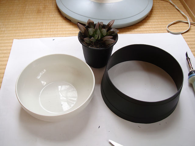 f:id:haworthii:20200702210814j:plain