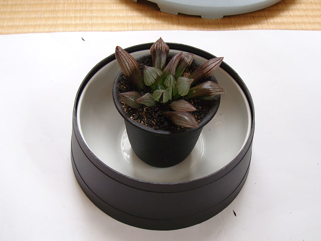 f:id:haworthii:20200702210832j:plain