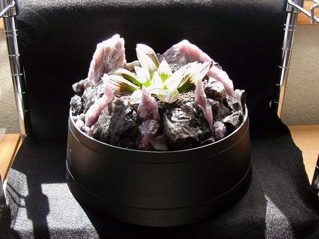 f:id:haworthii:20200702210923j:plain