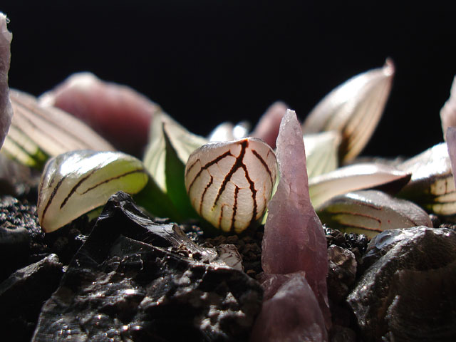 f:id:haworthii:20200702220156j:plain